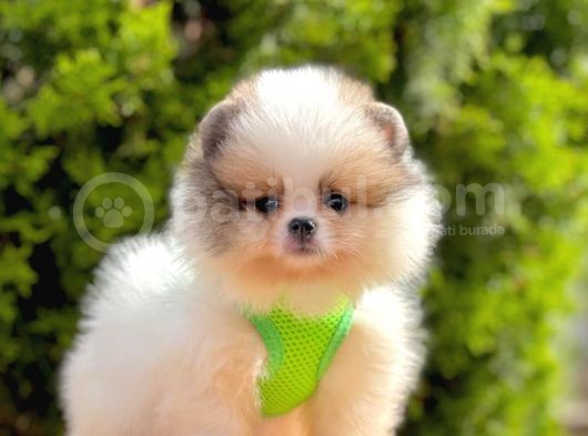 Safkan Teddy Bear Pomeranian Yavrularımız