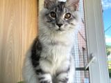 Secereli Silver Mainecoon Show Class