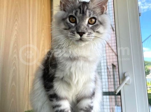 Secereli Silver Mainecoon Show Class görsel