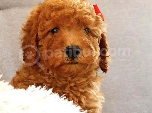 Safkan Toy Poodle Yavrular