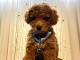 Sağlık Ve Irk Garantili Poodle Bebeklerimiz