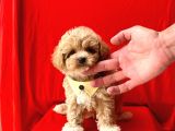 Muhtesem Guzellikte Irk Garantili Maltipoo Bebekler