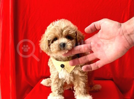 Muhtesem Guzellikte Irk Garantili Maltipoo Bebekler