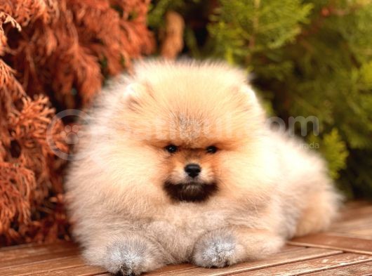 A Kalite Pomeranian Boo Yavru görsel