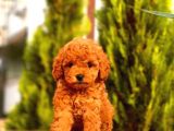 Büyümeyen Cins Toy Poodle Yavrular