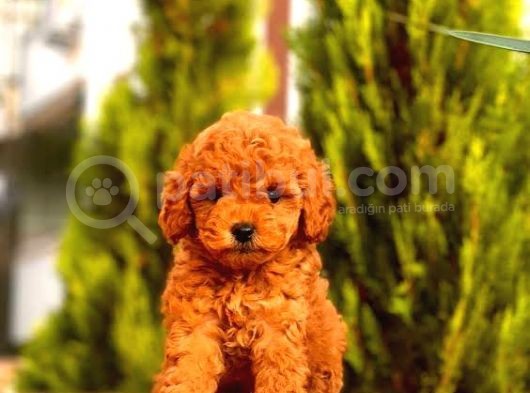 Büyümeyen Cins Toy Poodle Yavrular görsel