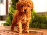 Büyümeyen Cins Toy Poodle Yavrular