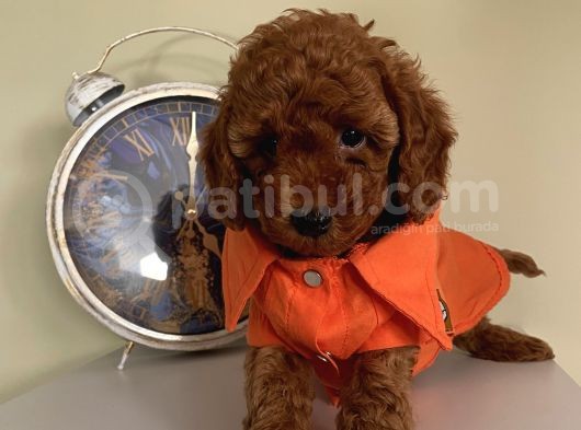 Aşılı Pasaportlu Toypoodle Bebekler görsel