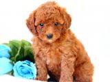 Anne Altından Toy Poodle Yavrular
