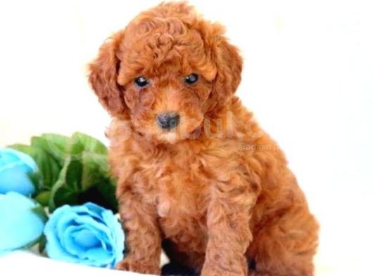 Anne Altından Toy Poodle Yavrular