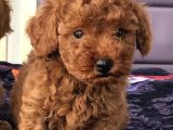 Anne Altından Toy Poodle Yavrular