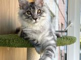 Secereli Silver Mainecoon Show Class