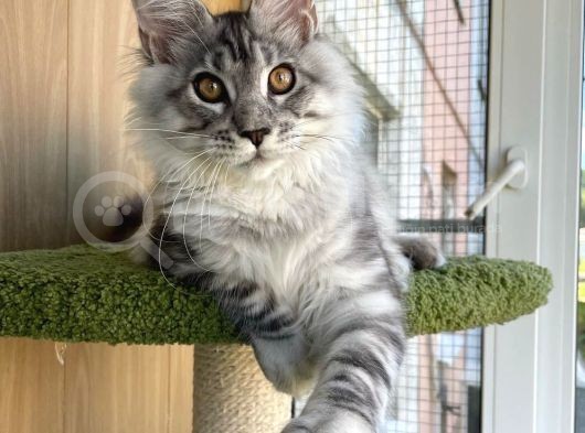 Secereli Silver Mainecoon Show Class