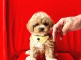 Muhtesem Guzellikte Irk Garantili Maltipoo Bebekler