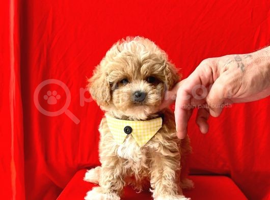 Muhtesem Guzellikte Irk Garantili Maltipoo Bebekler görsel