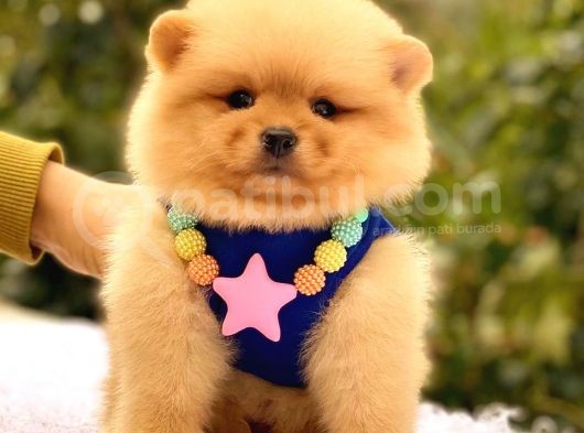 Teacup Di̇şi̇ Pomerani̇an görsel