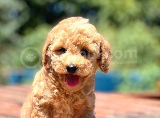Muhtesem Guzellikte Toy Poodle Bebekler