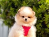 Ayi Surat Irk Garantili Pomeranian Bebekler