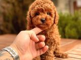 Anne Altından Toy Poodle Yavrular
