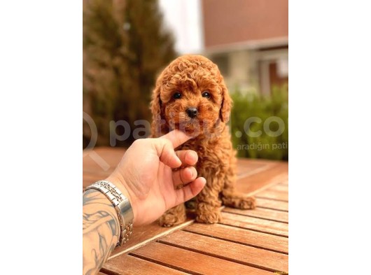 Anne Altından Toy Poodle Yavrular görsel