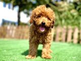Red Poodle Bebekler Çi̇ftli̇ği̇mi̇zden
