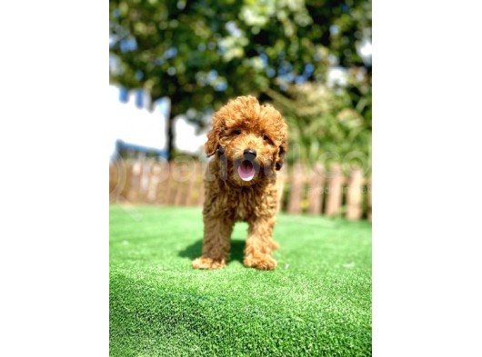 Red Poodle Bebekler Çi̇ftli̇ği̇mi̇zden görsel