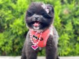 Pomerani̇an Boo Yavrularimiz Gelmi̇şti̇r