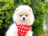 Pomerani̇an Boo Yavrularimiz Gelmi̇şti̇r