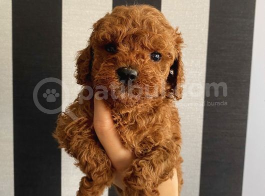 Sağlık Ve Irk Garantili Poodle Bebeklerimiz görsel