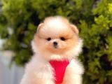 Pomerani̇an Boo Yavrularimiz Gelmi̇şti̇r