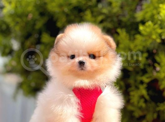 Pomerani̇an Boo Yavrularimiz Gelmi̇şti̇r görsel