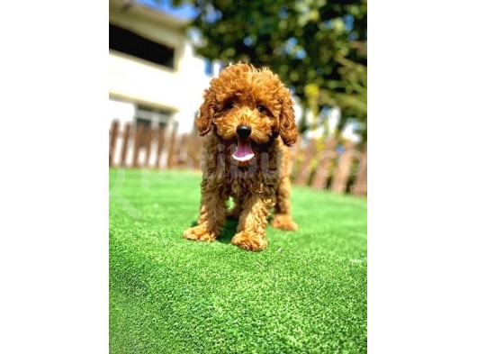 Red Poodle Bebekler Çi̇ftli̇ği̇mi̇zden