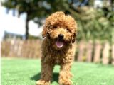Red Poodle Bebekler Çi̇ftli̇ği̇mi̇zden
