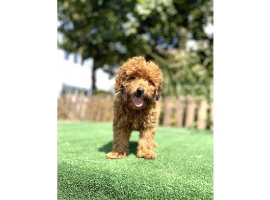 Red Poodle Bebekler Çi̇ftli̇ği̇mi̇zden görsel