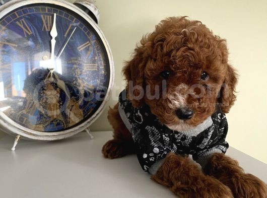 Ev Doğumlu Toypoodle Bebişlerimiz görsel
