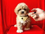 Muhtesem Guzellikte Irk Garantili Maltipoo Bebekler
