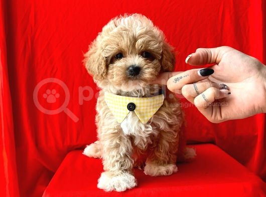 Muhtesem Guzellikte Irk Garantili Maltipoo Bebekler görsel