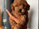 RedBrown ToyPoodle Bebeklerimiz