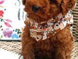 Safkan Toy Poodle Yavrular