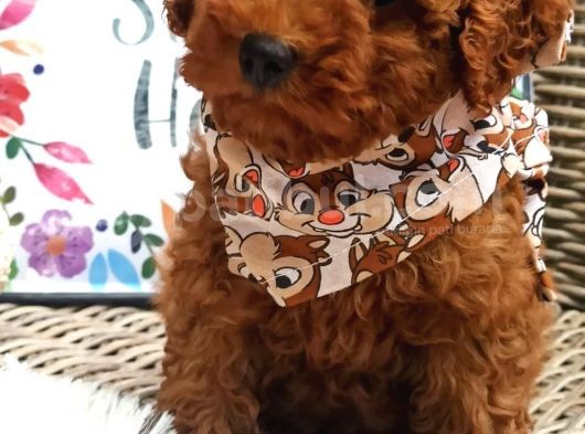 Safkan Toy Poodle Yavrular görsel