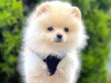 Pomerani̇an Boo Yavrularimiz Gelmi̇şti̇r
