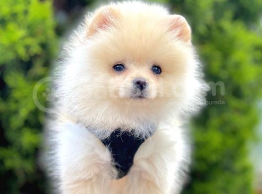 Pomerani̇an Boo Yavrularimiz Gelmi̇şti̇r görsel
