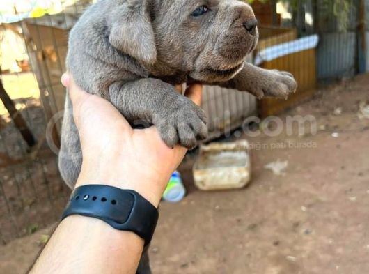 Blue Kalite Yavrular görsel