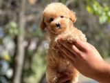 Sağlik Garanti̇li̇ Toy Poodle Bebekler