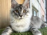 Secereli Silver Mainecoon Show Class