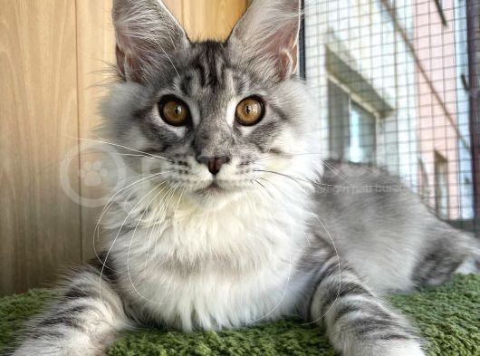 Secereli Silver Mainecoon Show Class görsel