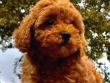 Büyümeyen Cins Toy Poodle Yavrular