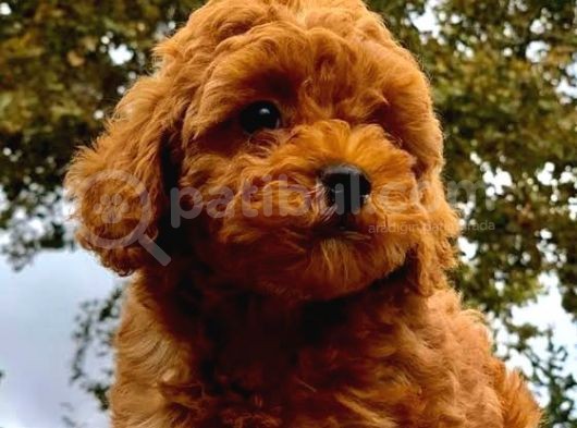 Büyümeyen Cins Toy Poodle Yavrular görsel