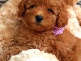 Safkan Toy Poodle Yavrular