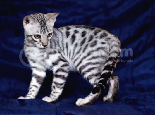 Secereli Silver Bengal Erkek görsel